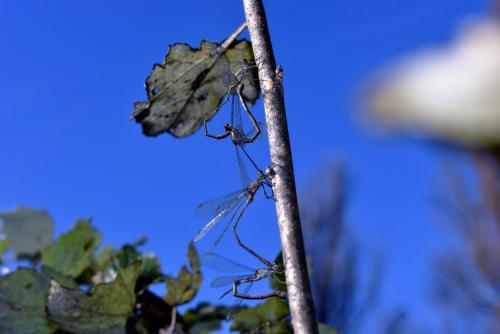 Chalcolestes viridis